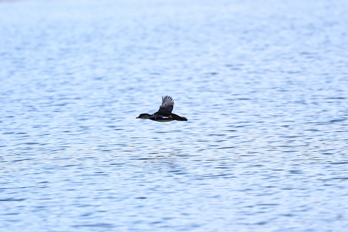 Anatra sposa - ML647880553