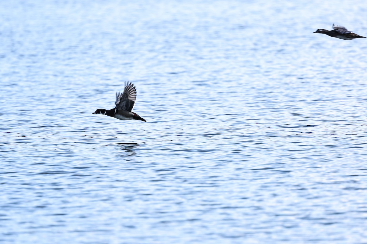 Anatra sposa - ML647880554