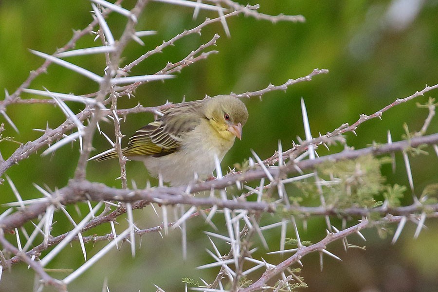 Иволговый ткач - ML647880585