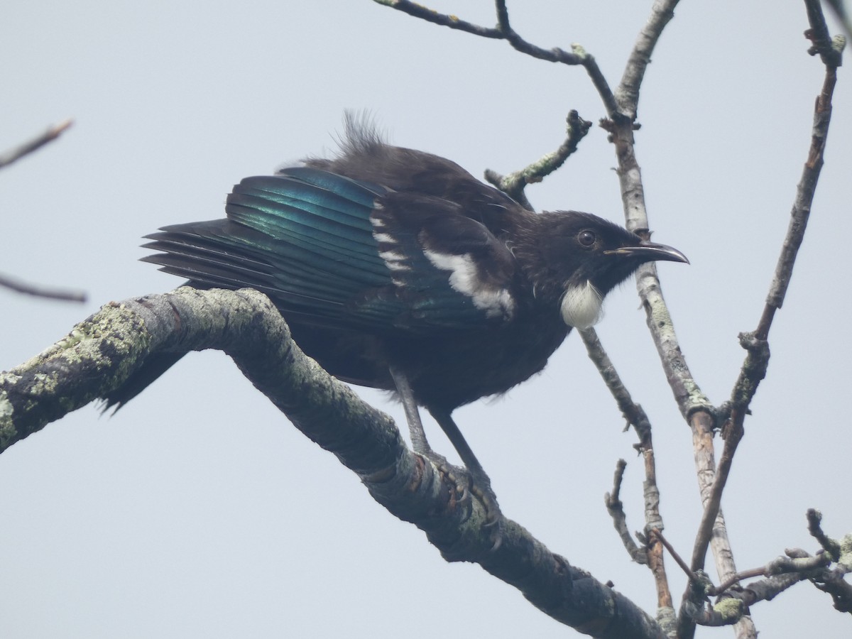 Méliphage tui - ML647880586