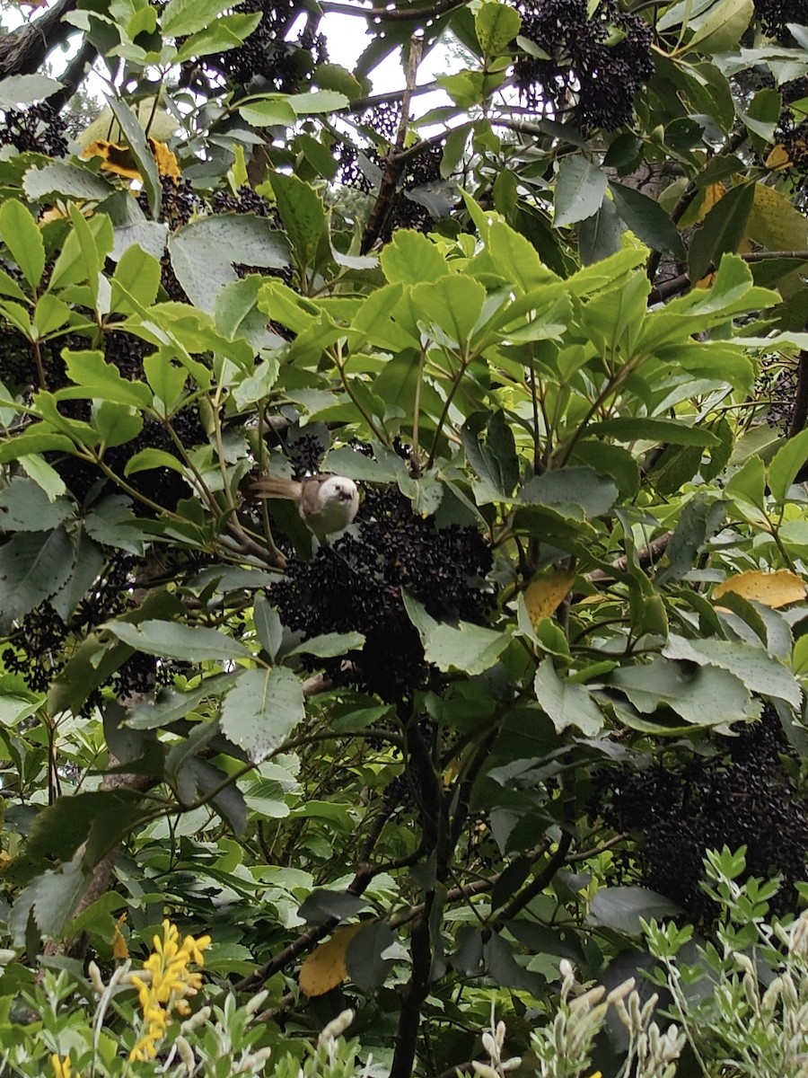 Mohoua à tête blanche - ML647880590