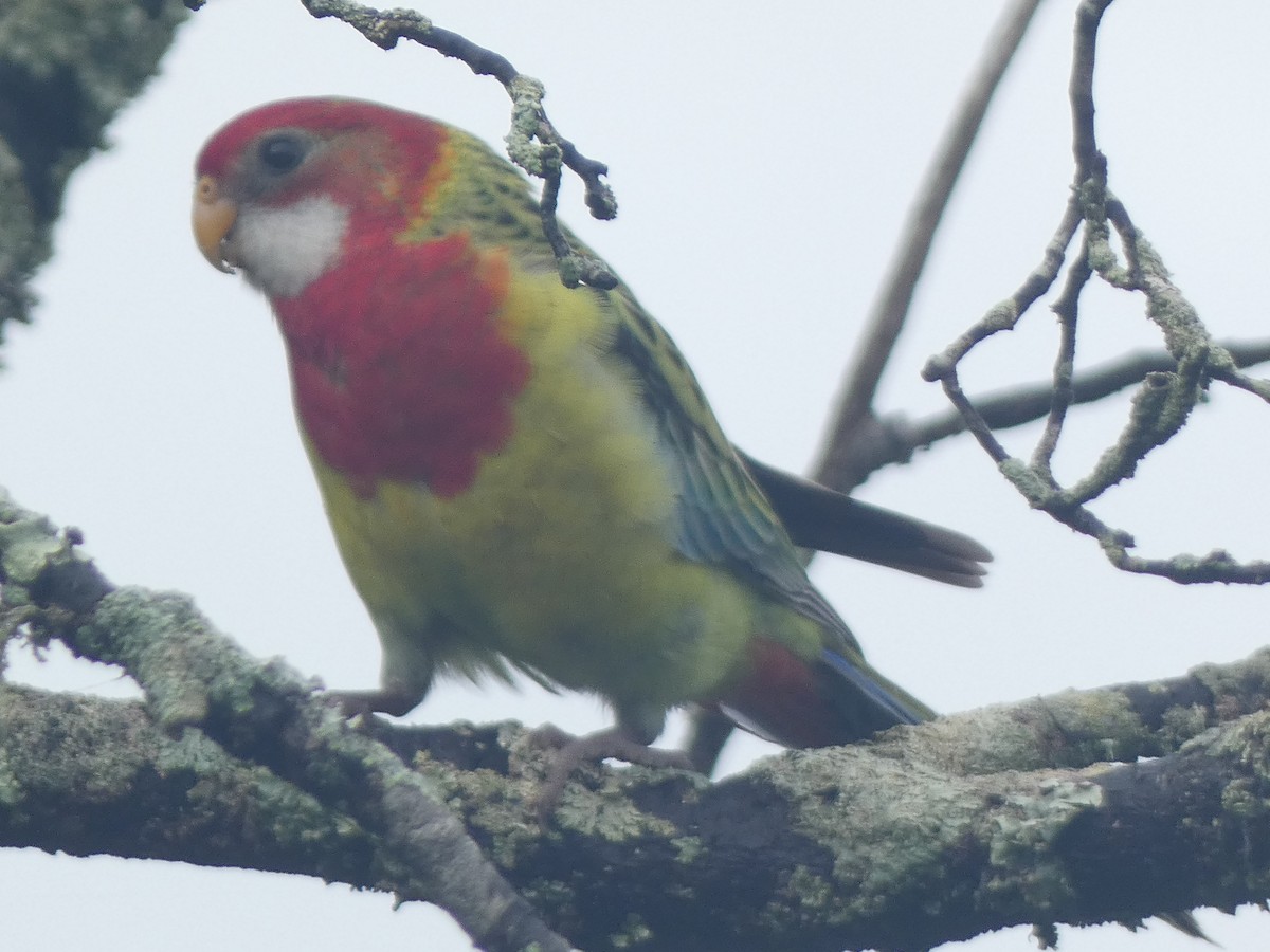 Perruche omnicolore - ML647880591