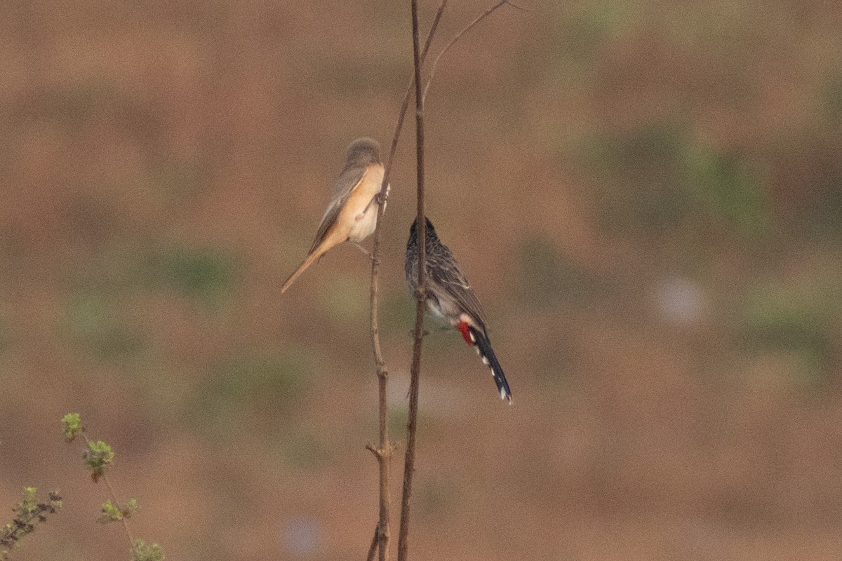 Laniidés sp. - ML647880592