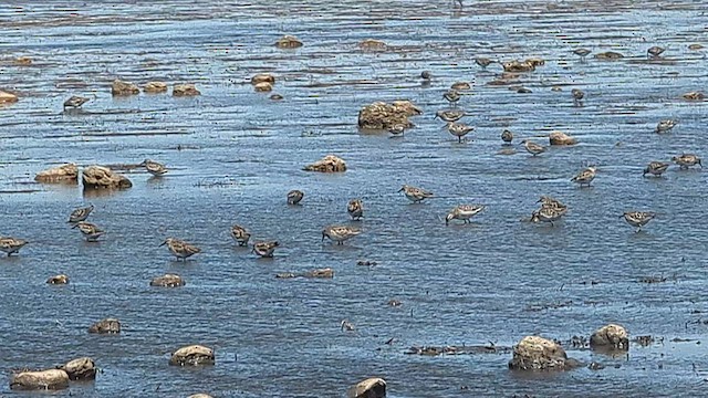 Kıl Kuyruklu Kumkuşu - ML647880593