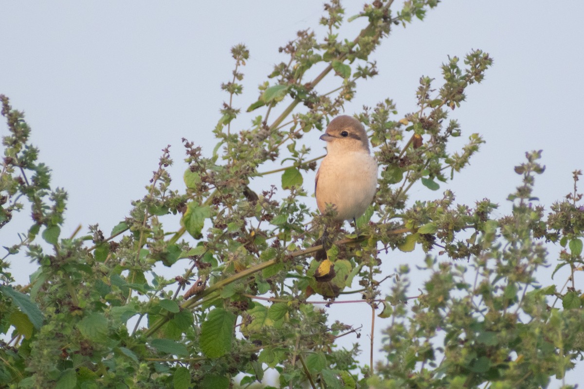 Laniidés sp. - ML647880594