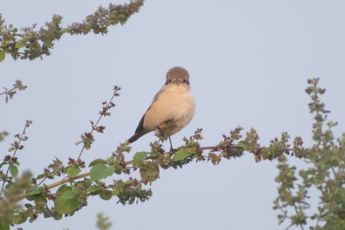 Laniidés sp. - ML647880595