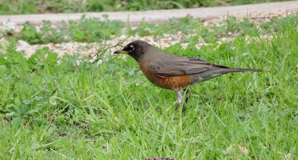 Merle d'Amérique - ML647880598