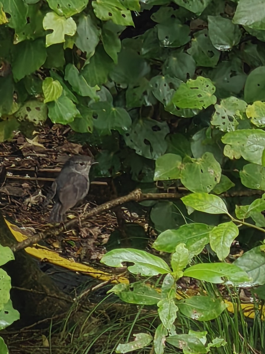 Miro de Garnot - ML647880599