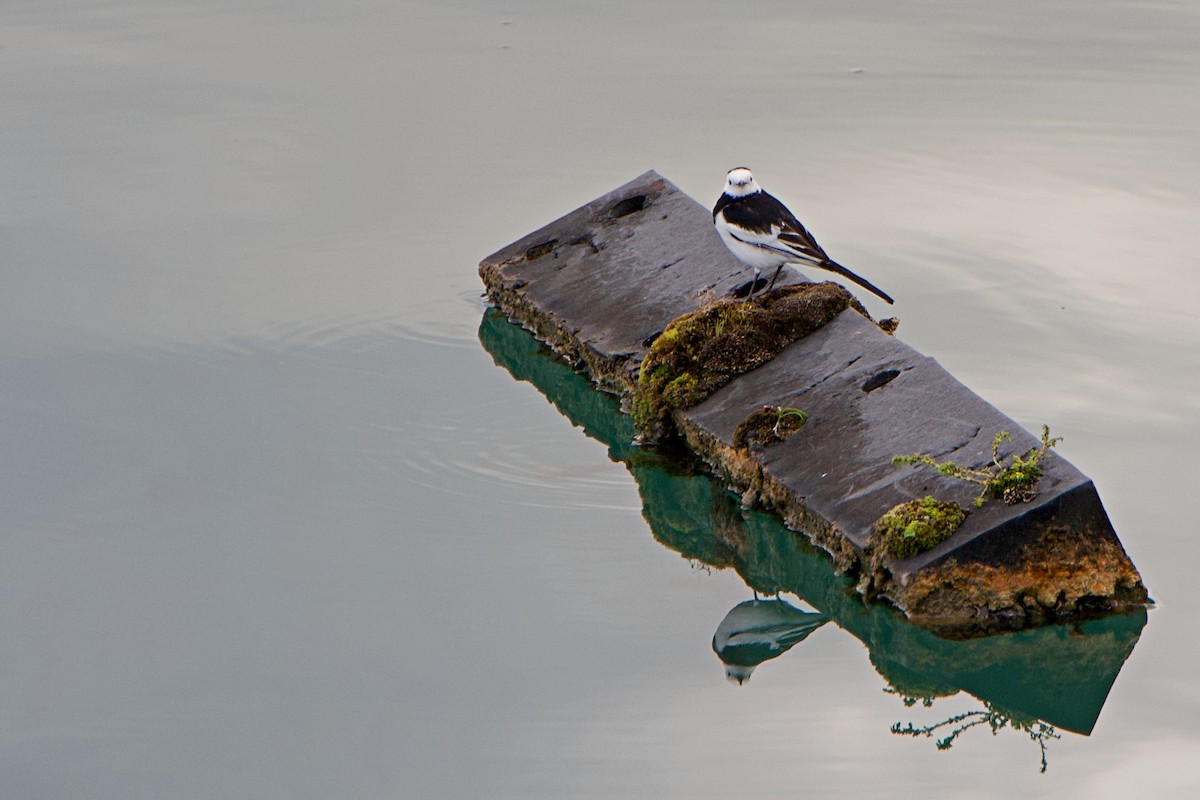 Bergeronnette grise - ML647880600