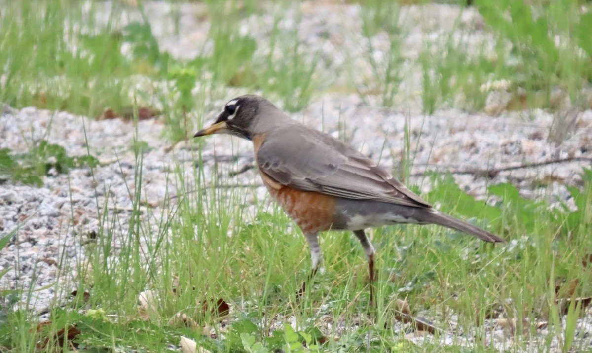 Merle d'Amérique - ML647880601