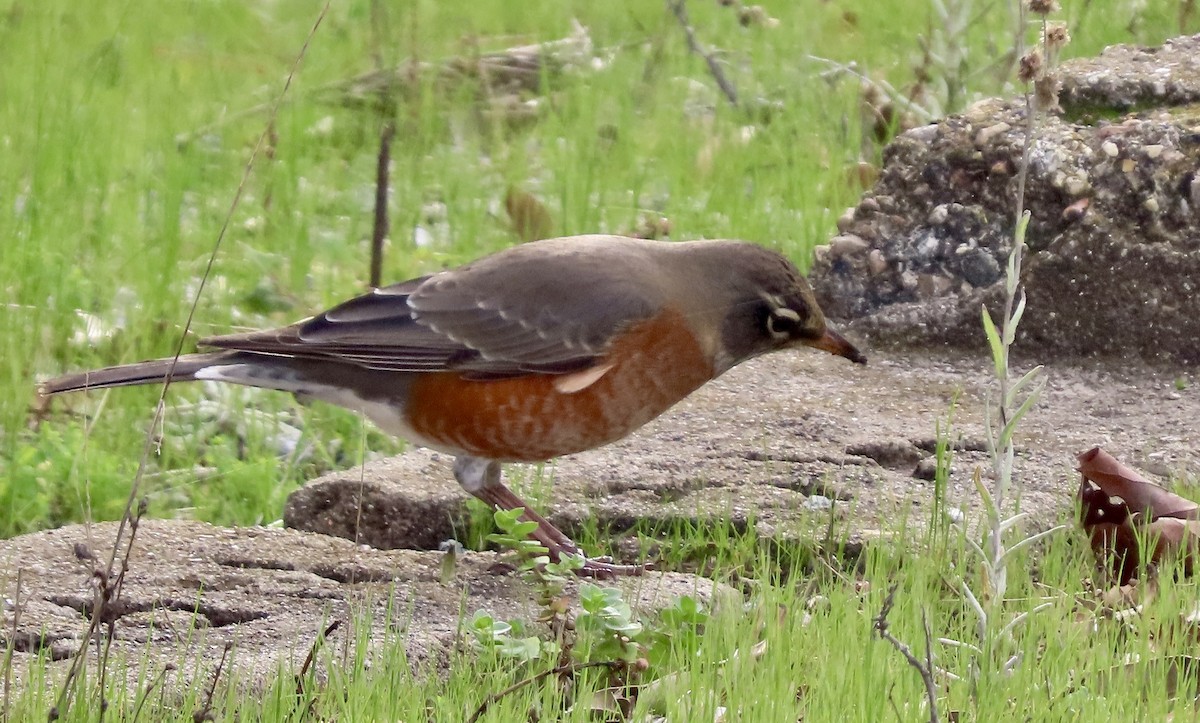 Merle d'Amérique - ML647880602