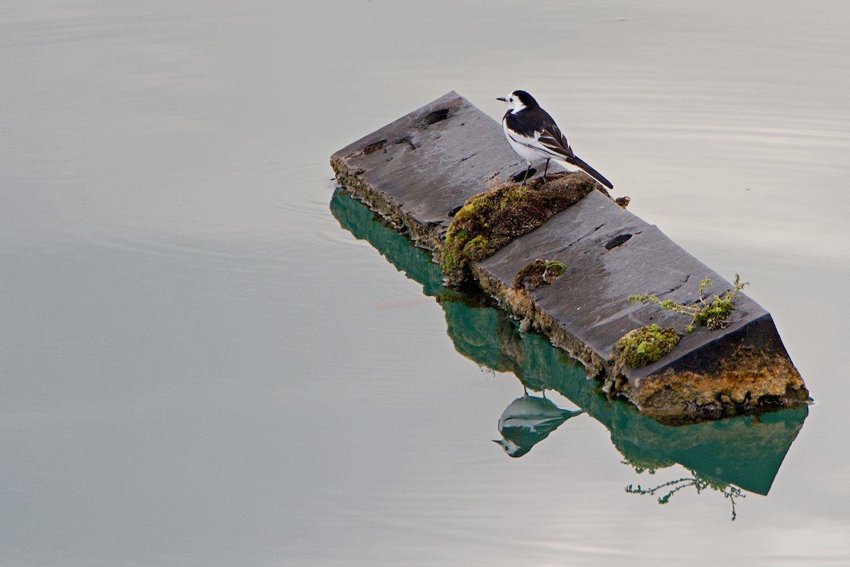 Bergeronnette grise - ML647880603