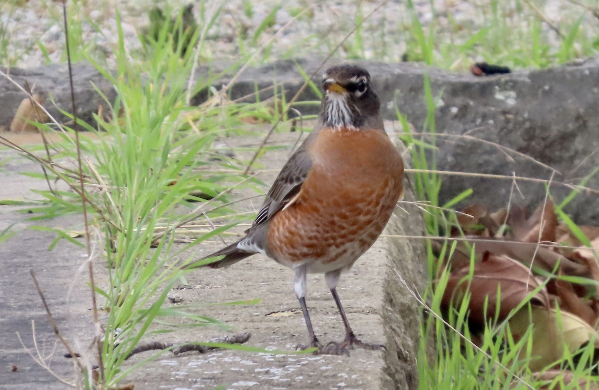 Merle d'Amérique - ML647880604