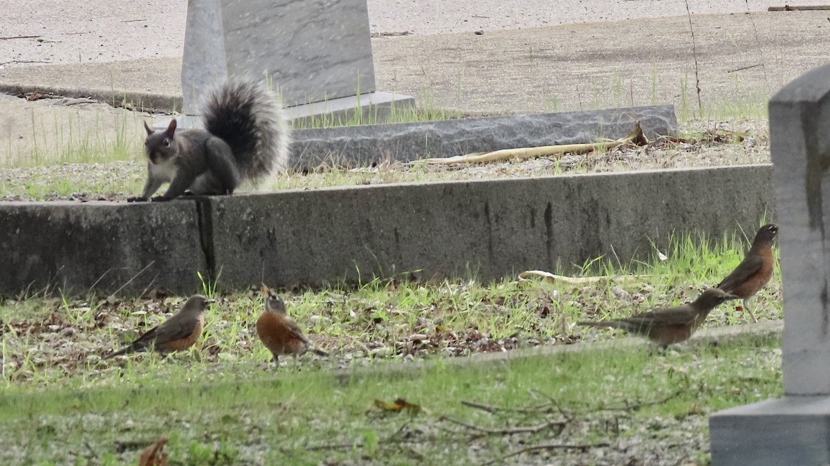 Merle d'Amérique - ML647880605