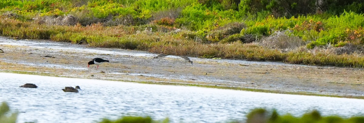 Pluvier argenté - ML647880606