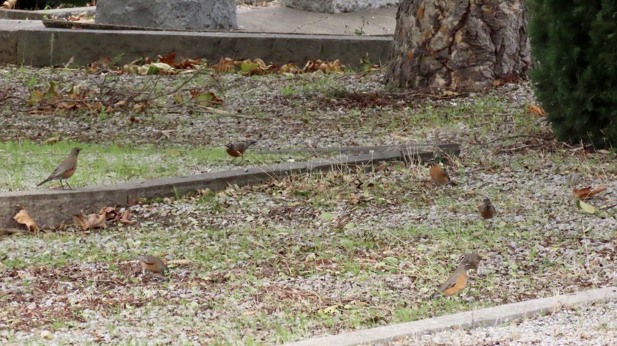 Merle d'Amérique - ML647880609