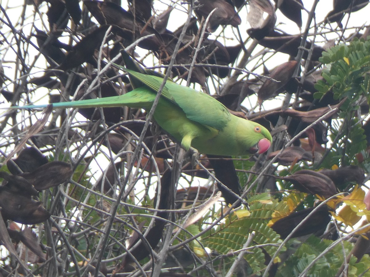 Perruche à collier - ML647880610