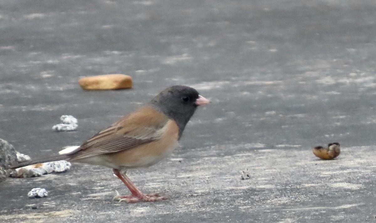 Junco ardoisé - ML647880612