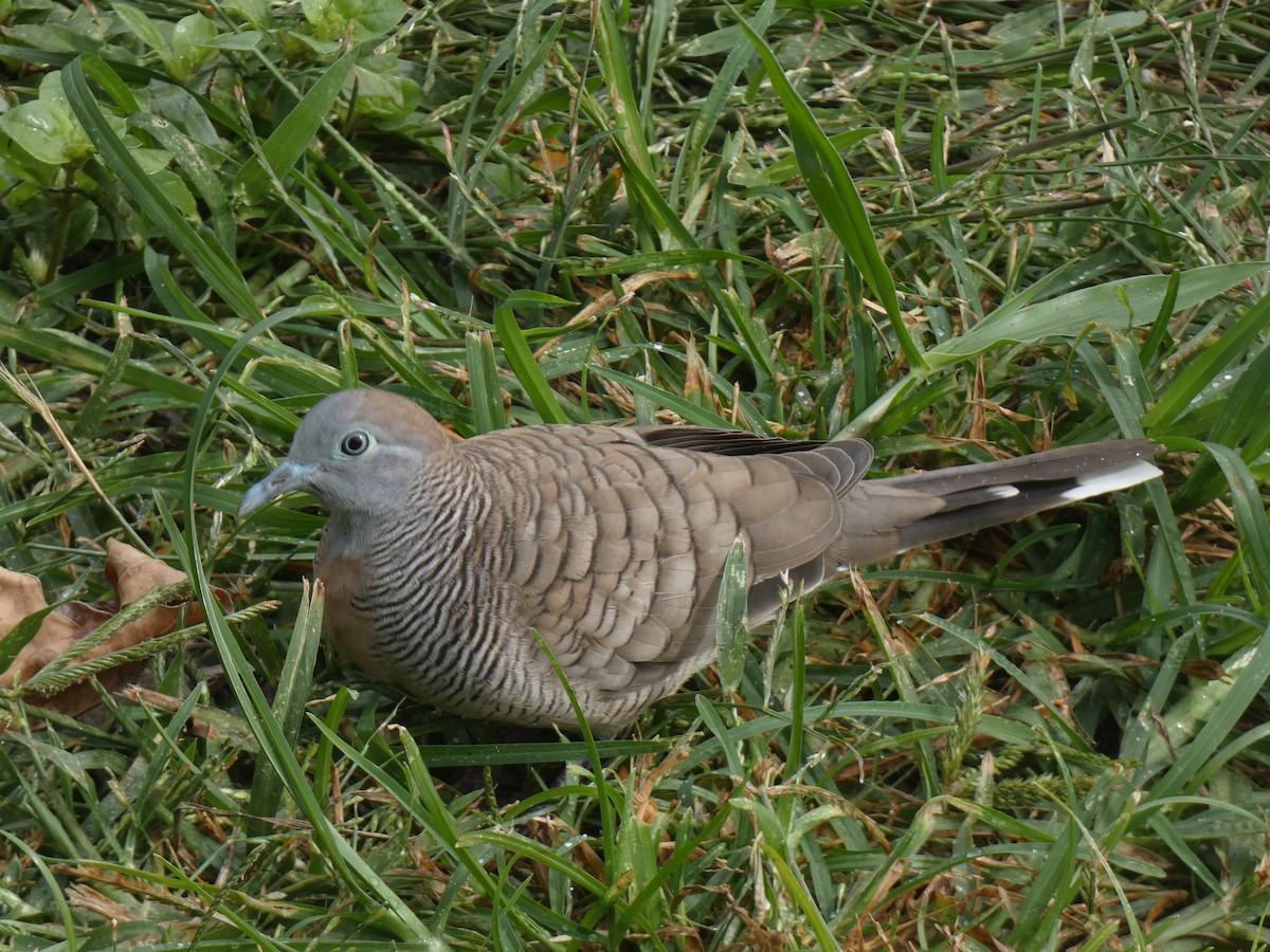 Géopélie zébrée - ML647880613