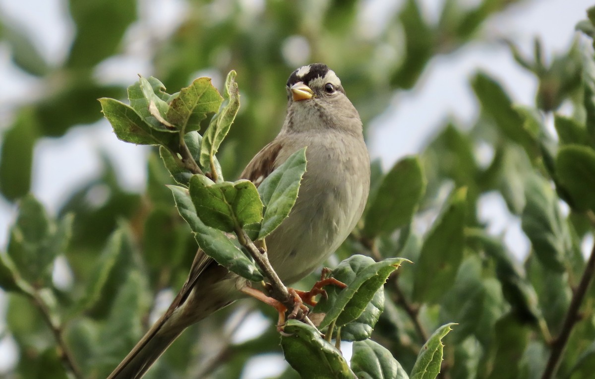 Bruant à couronne blanche - ML647880614