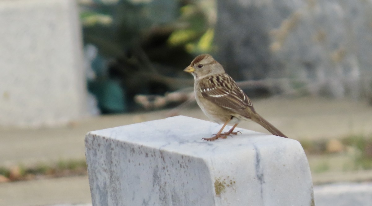 Bruant à couronne blanche - ML647880615