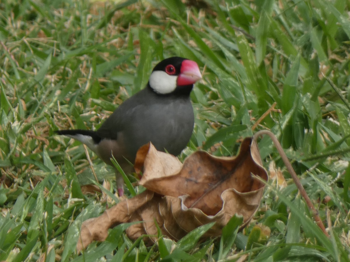 Padda de Java - ML647880616