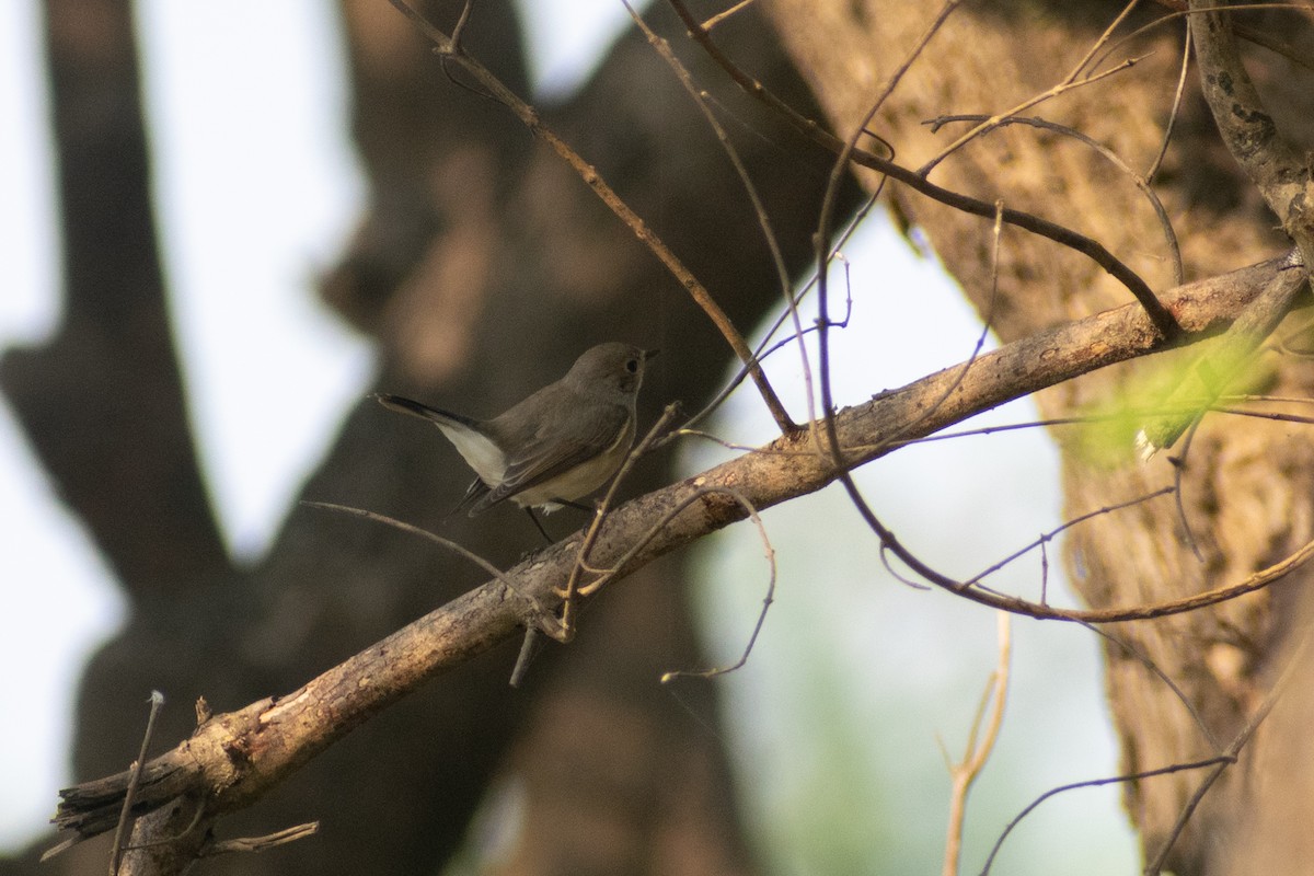 Gobemouche nain - ML647880617