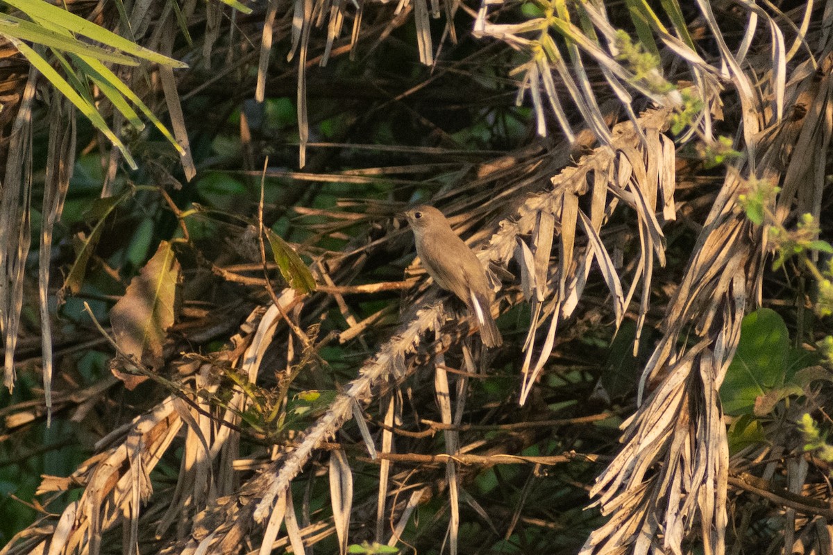 Gobemouche nain - ML647880618