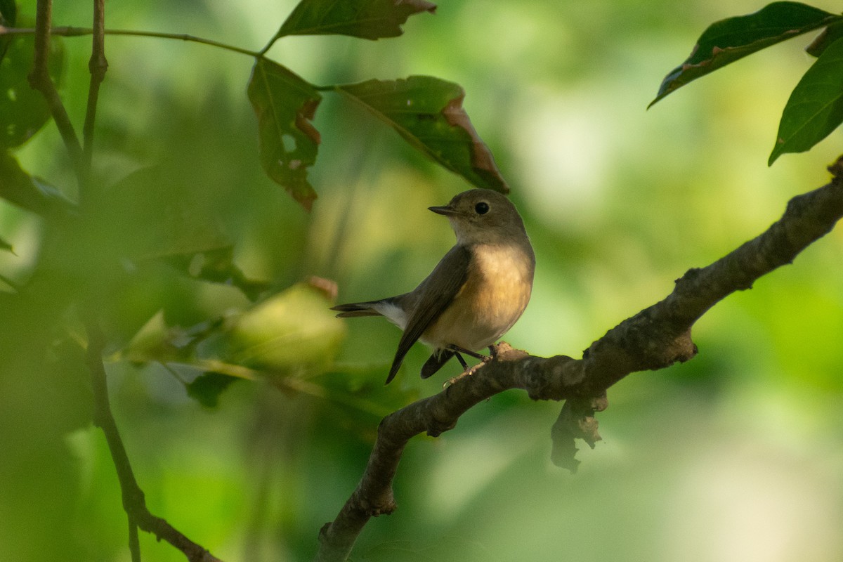 Gobemouche nain - ML647880619