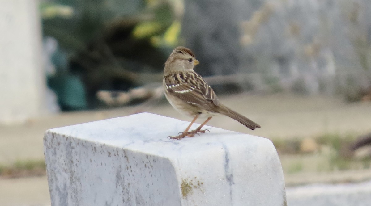 Белобровая овсянка - ML647880621