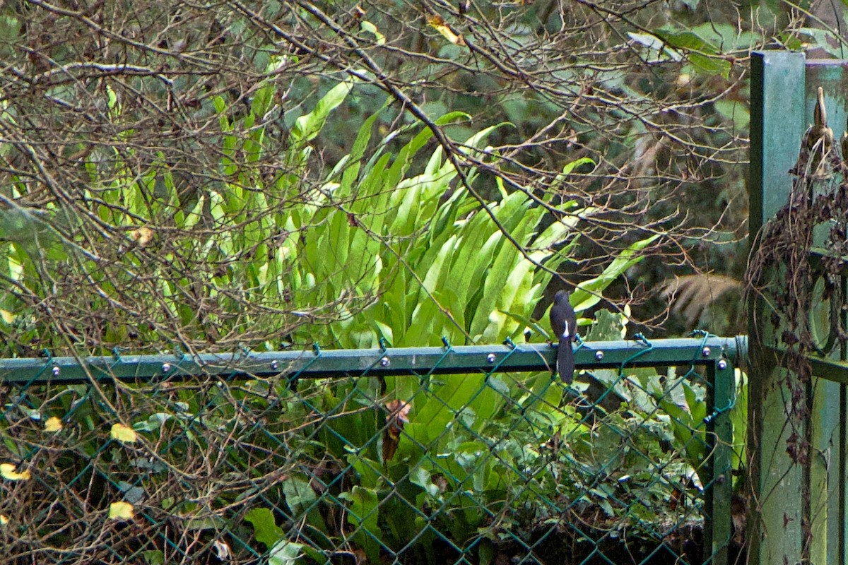 Beyaz Belli Şama - ML647880628