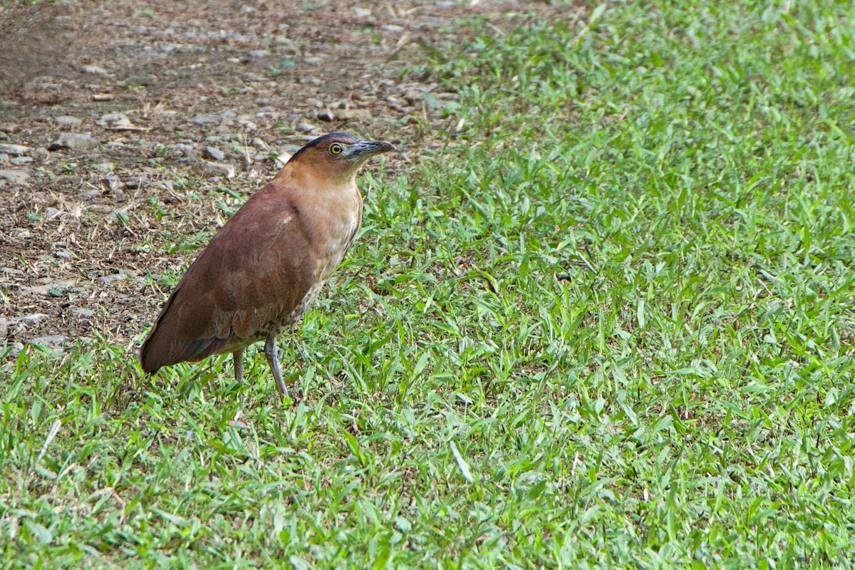 Malay Gece Balıkçılı - ML647880630