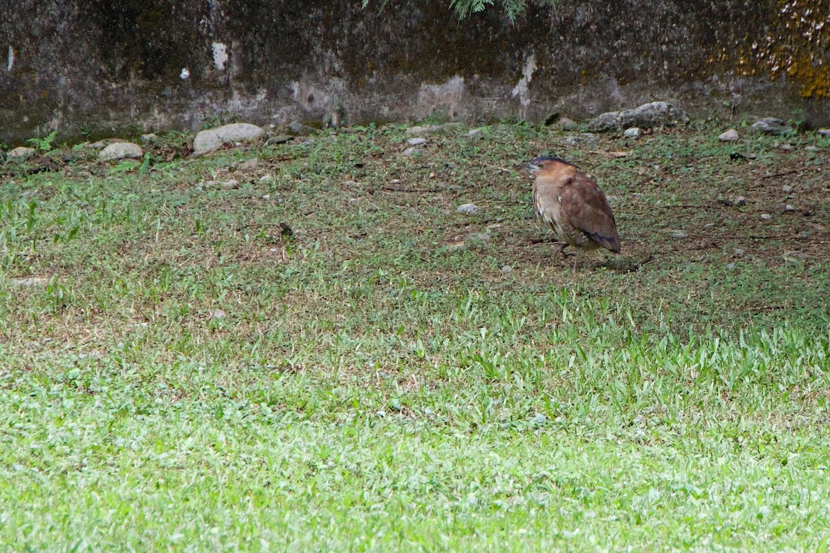 Malay Gece Balıkçılı - ML647880631