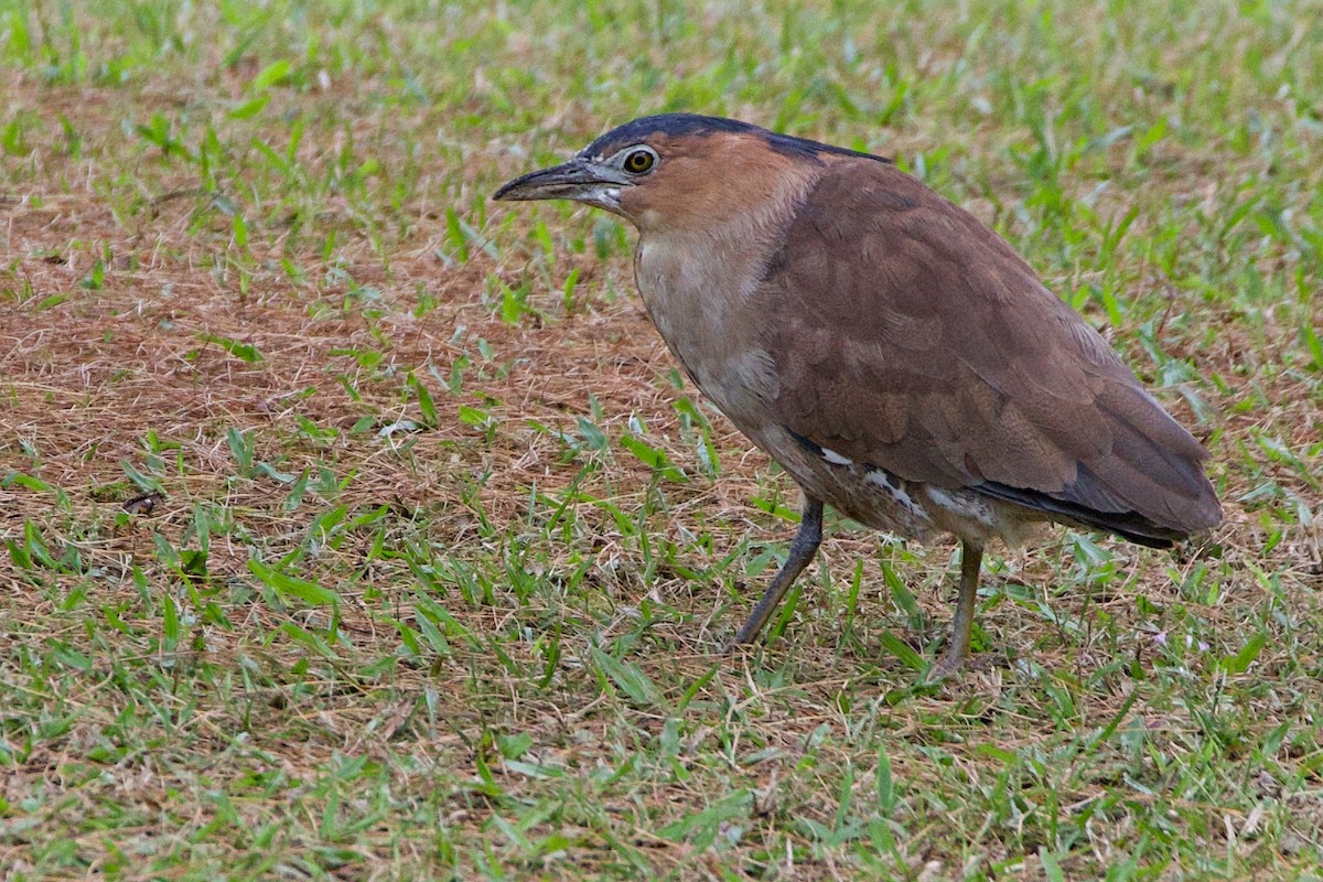 Malay Gece Balıkçılı - ML647880633