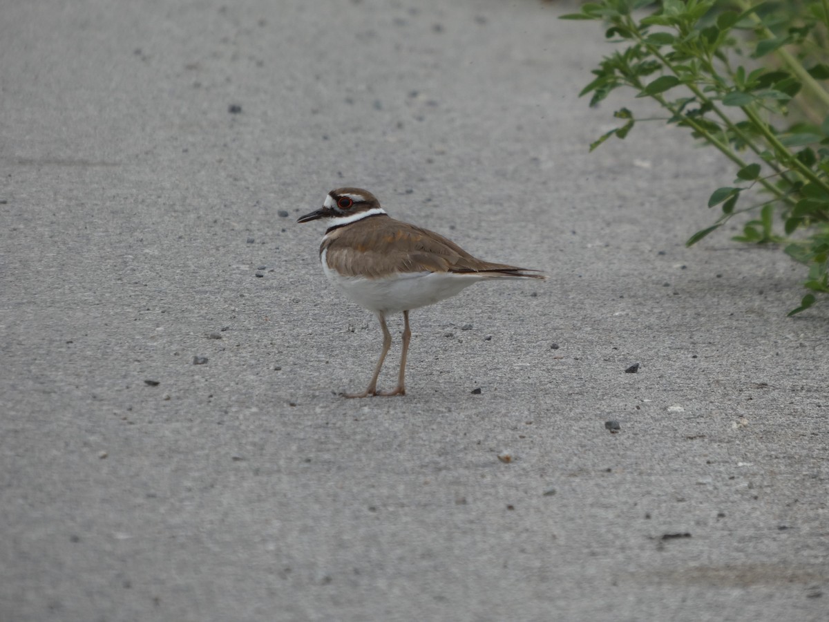 Çayır Cılıbıtı - ML647880634