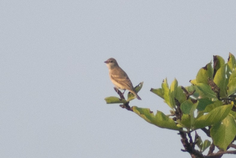 Sarı Boğazlı Serçe - ML647880636