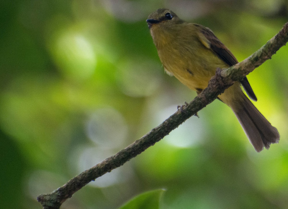 Sarımsı Sinek Tiranı - ML647880637