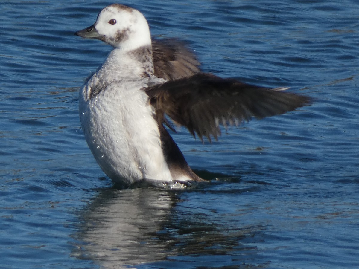 Telkuyruk - ML647880638