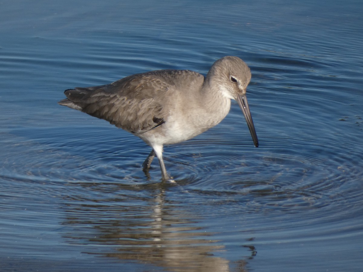 Boz Düdükçün - ML647880640