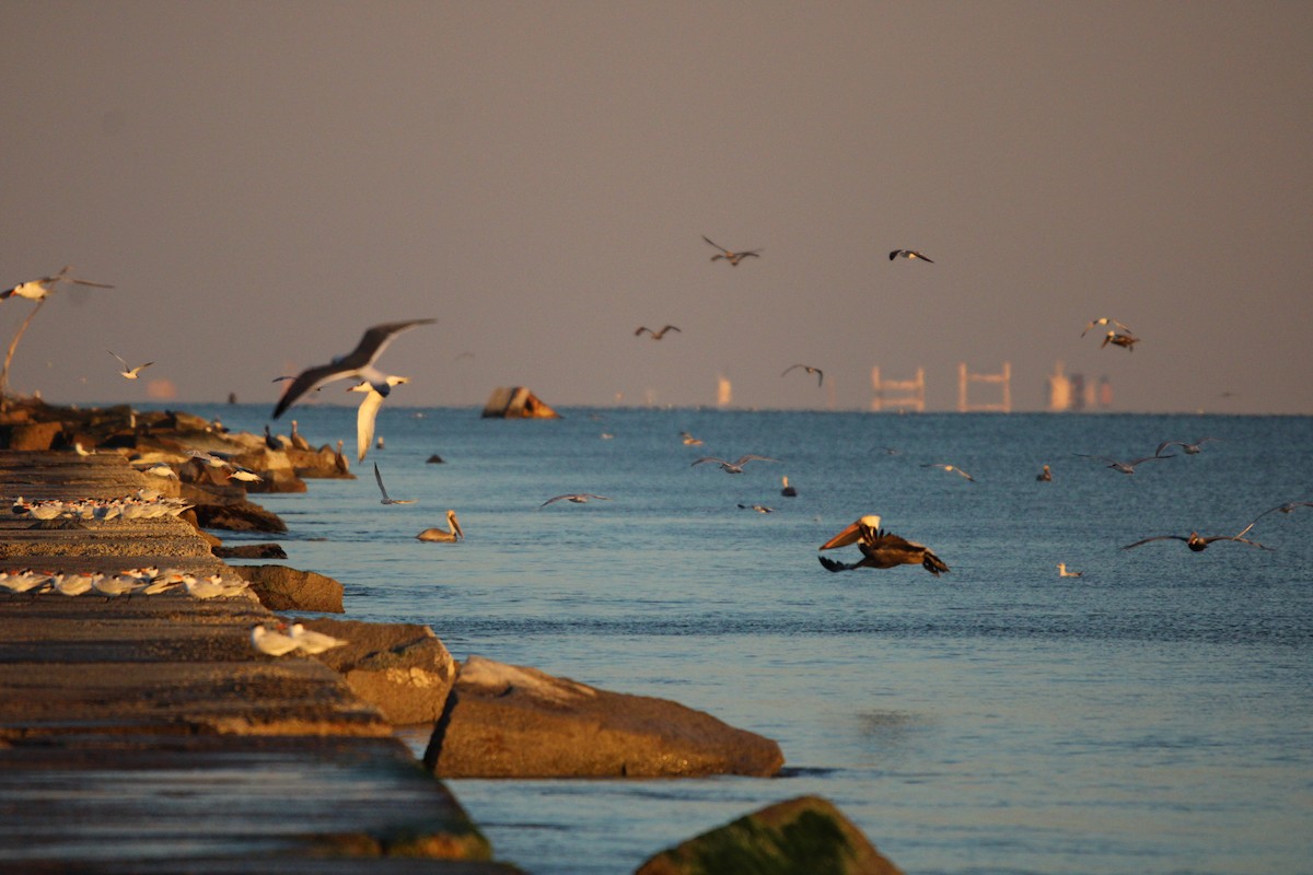 Morbaş Patka - ML647880641