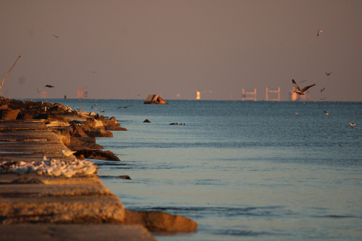 Morbaş Patka - ML647880642