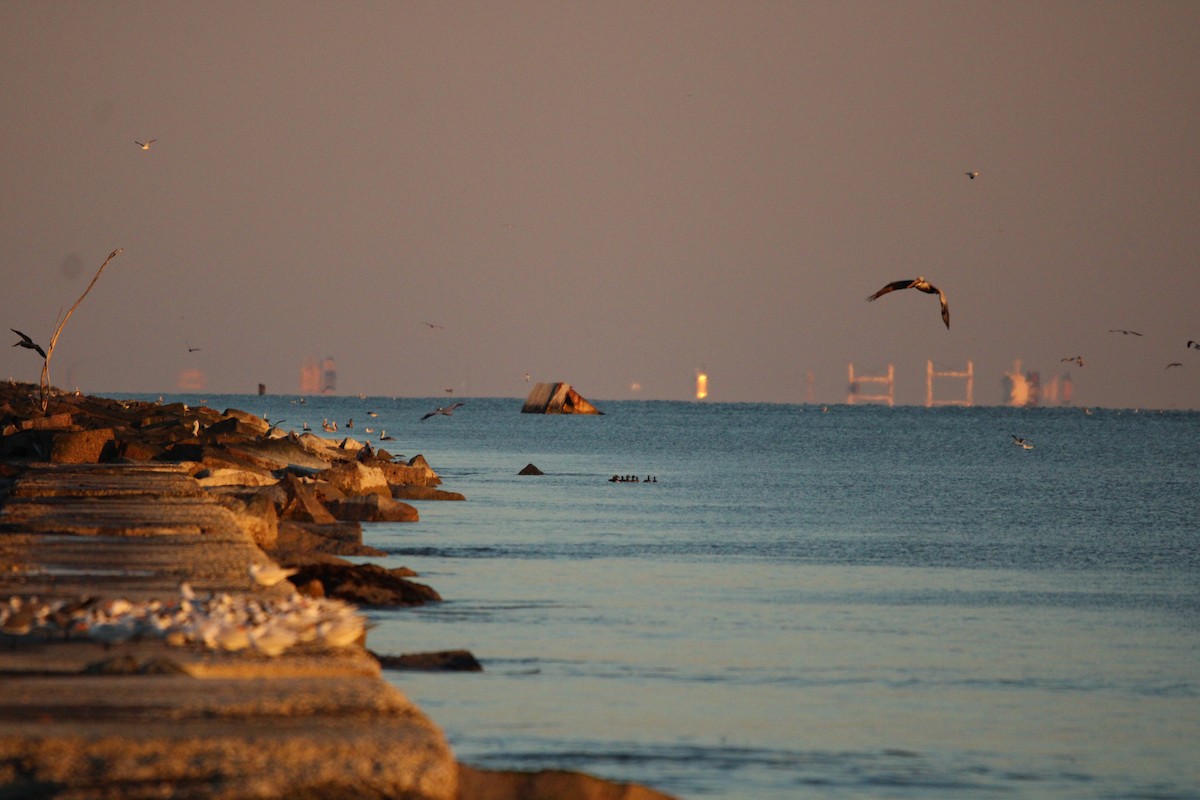 Morbaş Patka - ML647880643