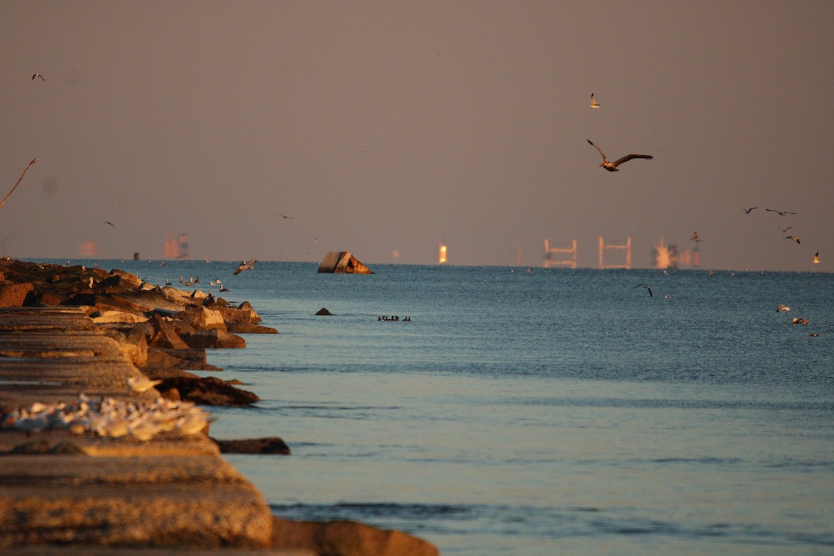 Morbaş Patka - ML647880644