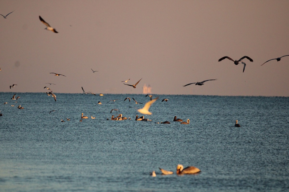 Morbaş Patka - ML647880645