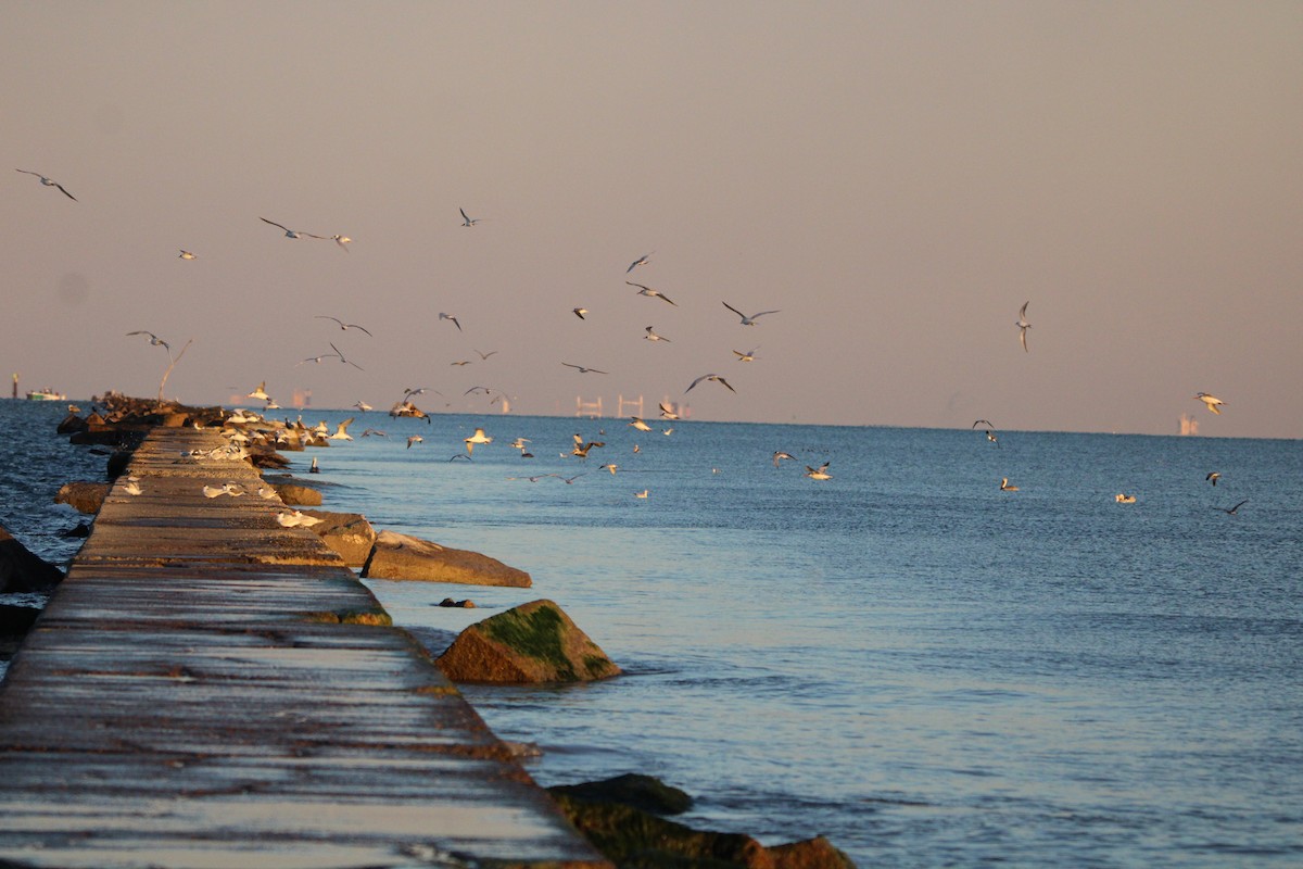 Morbaş Patka - ML647880646