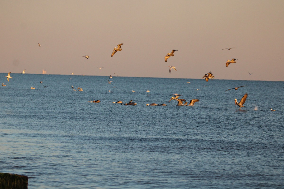 Morbaş Patka - ML647880647