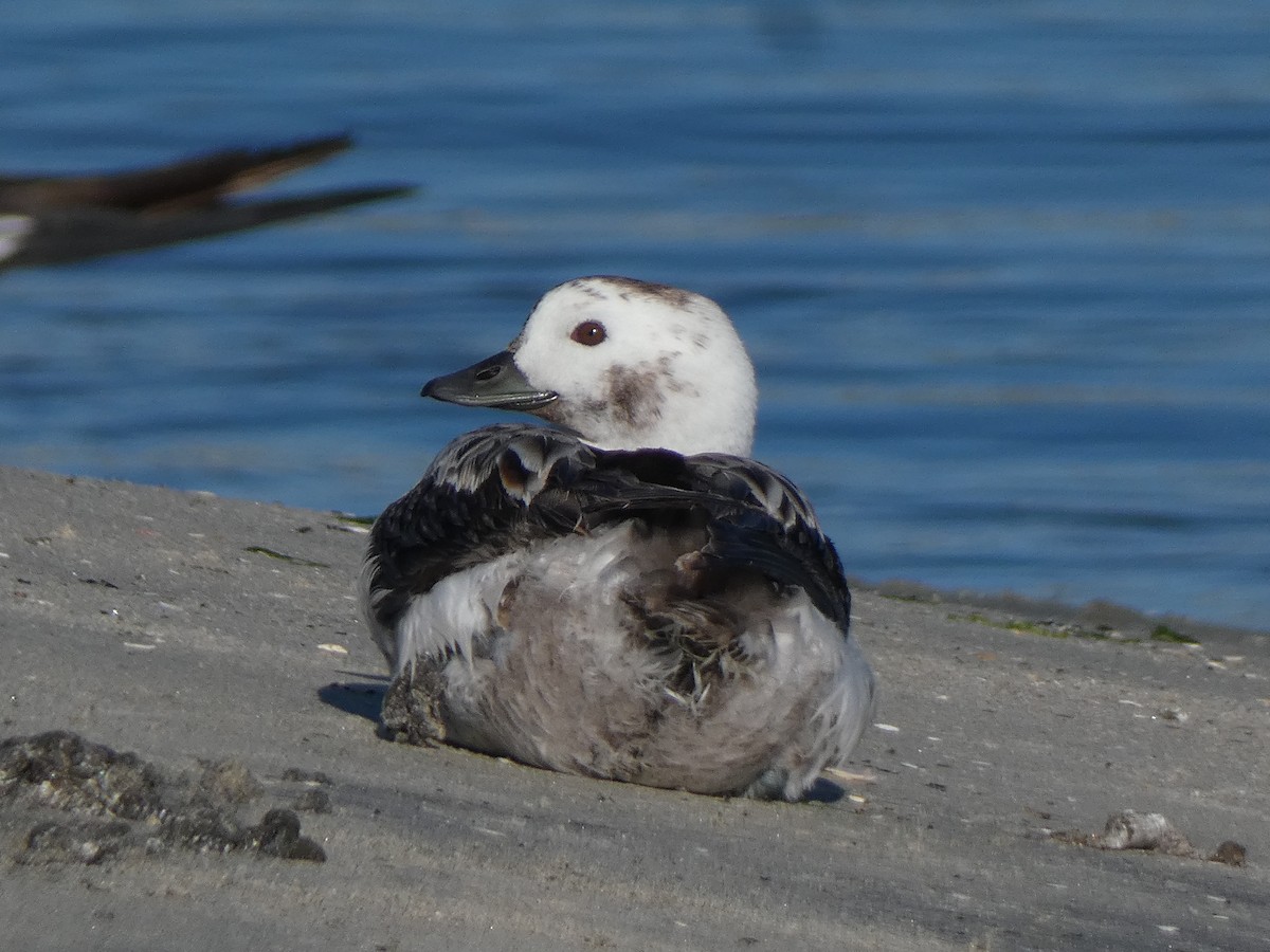 Telkuyruk - ML647880648