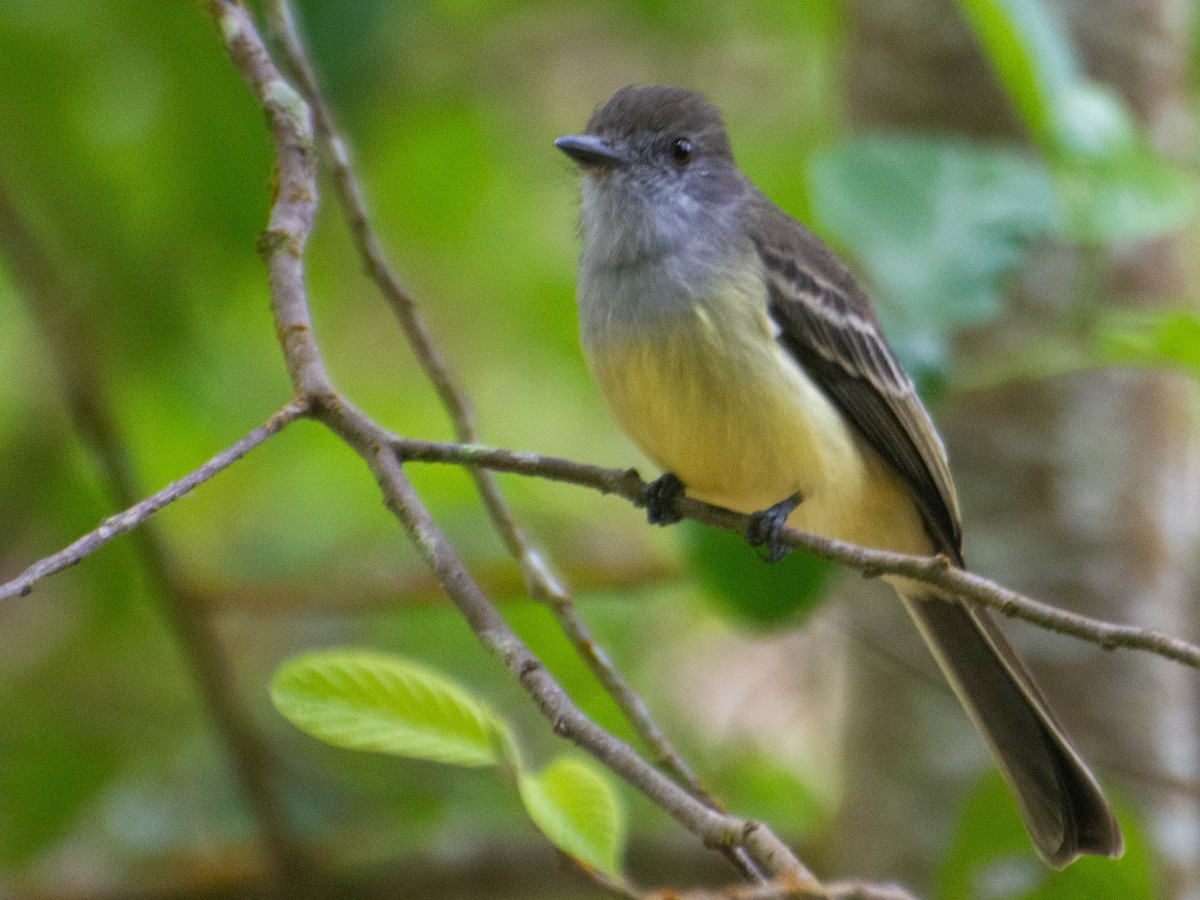 Açık Şeritli Sinekkapan - ML647880650