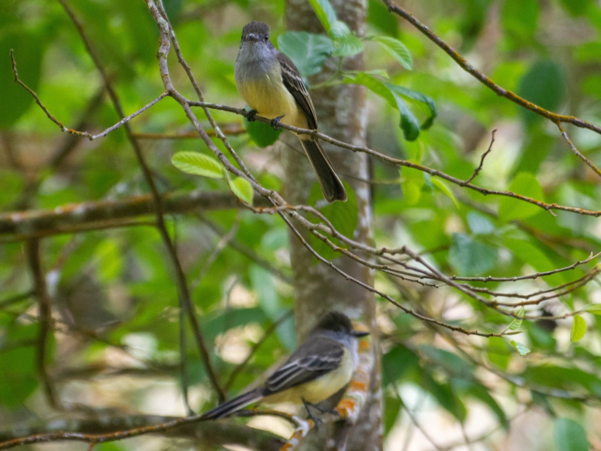 Açık Şeritli Sinekkapan - ML647880651