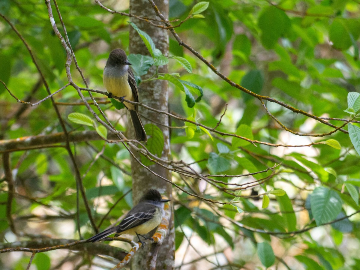 Açık Şeritli Sinekkapan - ML647880652